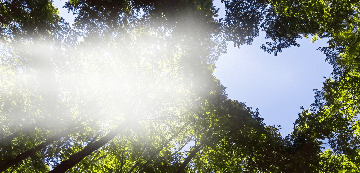 Eine herzförmige Waldlichtung mit aufsteigendem DMS-Dampf symbolisiert Laurastars Engagement für eine nachhaltige Zukunft.